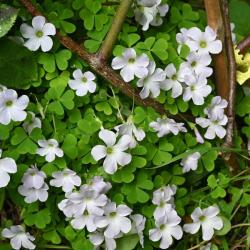 Wood-sorrel has bell-shaped flowers that open fully, with petals that flare outwards, in full sun.