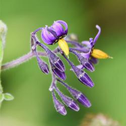 Bittersweet or Woody Nightshade is a clambering perrenial that appears in May.
