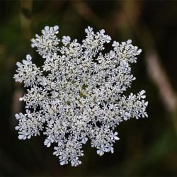 Yarrow is a powerful vulnerary, hence its name of Soldiers' Woundwort.