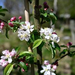 This Crab Apple an ornamental cultivar of a naturally occurring hybrid species Malus x zumi that is native to Japan.