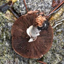 As with all Agaricus species, the gills of the Tufted Wood Mushroom are free, its colour progressively darkens with age.
