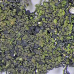 <em>Agonimia tristicula</em> is a lichen that grows over moss on mortared walls. It is occasionally found on bark. It was found in the cemetery on a boundary wall.