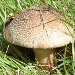 The Blusher has a ‘warty’ yellow-brown cap.