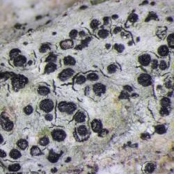 Anisomeridium biforme lichen is found on trees that have smooth bark and are not too shaded.