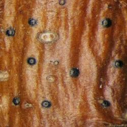 Arthopyrenia analepta has a varnished appearance. It is common on twigs and smooth bark in moderate shade.