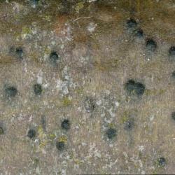 The Arthopyrenia punctiformis is common on smooth bark, especially on twigs and young trees where shade is not deep.