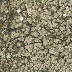 The Aspicilia contorta subsp. hoffmanniana lichen is found on hard calcareous rocks, on concrete and graveyard tombs.