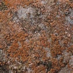 Belonia nidarosiensis is often found on vertical, shaded limestone surfaces.