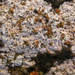 Caloplaca oasis is a crustose lichen found on limestone, mortar and concrete.