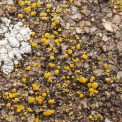 Candelariella aurella f. aurella is a crustose lichen found most often in urban areas on concrete, mortar and cement.
