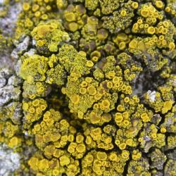 Candelariella vitellina f. vitellina is a lichen that favours rocks, especially ones which are frequented by birds. 