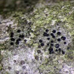 Catillaria nigroclavatais a crustose lichen that is found on deciduous trees.