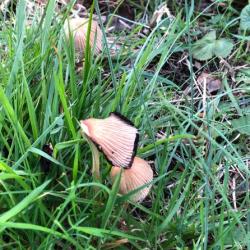 The Woodland Inkcap is recognised by its grooved cap, which often becomes grey.  The white gills darken with age and finally turn black.