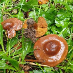 The Olivaceous Webcap has a slender stem and an olivaceous colouration.