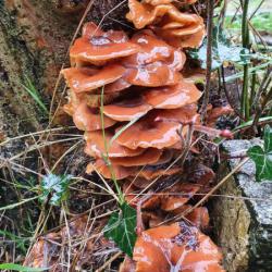 Clusters of tan yellow mushrooms on decaying deciduous trees betray this species, Velvet Shank.