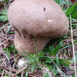 This white or light buff puffball, the Pestle Puffball, has a stout stalk that becomes light brown as it matures.  