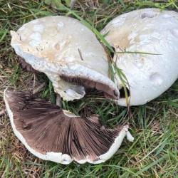 The Horse Mushroom has an aniseed or bitter almond smell and will grow in pastures, lawns and road verges.