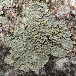 Hyperphyscia adglutinata is a foliose lichen that lives on trees and rock. In the cemetery, it was found on a Lime tree.