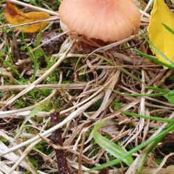 Deceivers often show different colours when wet or dry, namely tawny to brick-red when moist and ochre-yellow when dry.