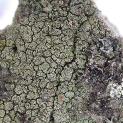 Lecania erysibe s. lat. is a lichen that favours cracks in calcareous rocks and walls.