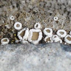 Lecanora hybocarpa is a lichen that has brown centres surrounded by raised, white edges. They look like miniature jam tarts. 