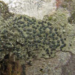 Lecidella elaeochroma f. elaeochroma is common on smooth-barked trees - and fences.