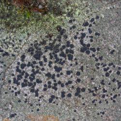 Lecidella scabra is a crustose lichen that favours acid walls and, occasionally, wood and tree trunks.