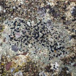 Lecidella stigmatea is a crustose lichen that grows on urban walls and paths.