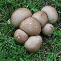 This saprotrophic species, the Stump Puffball, is found in large clumps on decaying tree stumps and branches.