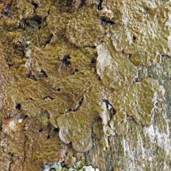 Melanelixia subaurifera is a dull green or brown lichen that is widespread and frequent in Britain.