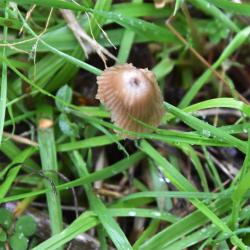 The whitish flesh of this smoky grey mushroom, Nitrous Bonnet, smells strongly of ammonia.