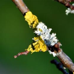 Physcia tenella is a grey foliose lichen. 
