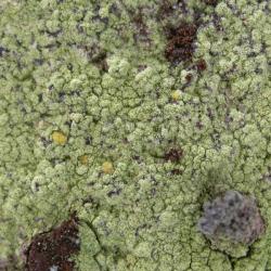 Psilolechia lucida is a leprose lichen that can form large patches.