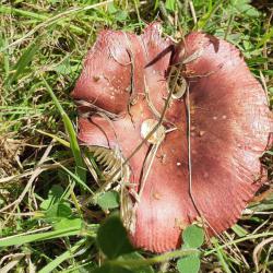 Purple Brittlegill may be found under deciduous trees or conifers.