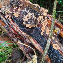 Hairy Curtain Crust is a plant pathogen commonly infecting peach trees, but also may be found on dead hardwood trees and conifers. 