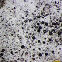 Verrucaria baldensis is a crustose lichen that forms on hard limestone rocks and headstones.