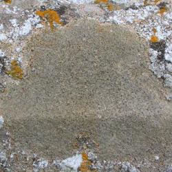 Verrucaria hochstetteri is a crustose lichen that is common and widespread, being found on limestone and mortar.
