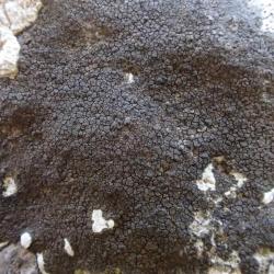 Verrucaria nigrescens f. nigrescens is a crustose lichen that is commonly found on calcareous walls, rocks and mortar.