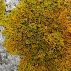 Yellow Scales is a lichen that is tolerant of pollution and heavy metal contamination.