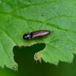 This small (6-7 millimetres)  brown click beetle has a head that is darker than its wing casings (elytra).