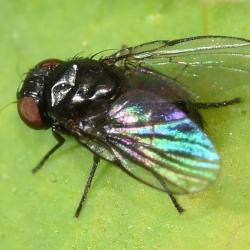 A very small leaf-mining fly of the Agromyzidae family.