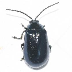 This was once a rare beetle, even thought to be extinct in Britain, but there have been increasing numbers of records.