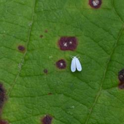 This insect may be the smallest insect in our database, measuring less than 2 millimetres in length.