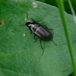 This small beetle is a member of the Amara ground beetle family.