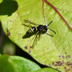 Ancistrocerus wasps are solitary, with females nesting alone.