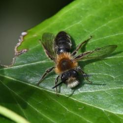 This large mining bee has distinctive foxy-brown hair on its thorax and luxuriant black and silver hair on its legs. This individual is a male.