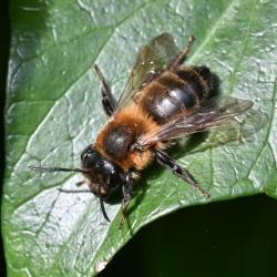 Andrena scotica is one of the larger mining bees found in Britain.