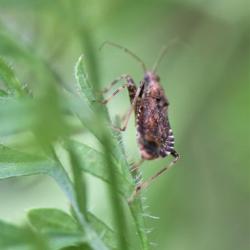 The Ant Damsel Bug feeds on insect eggs, aphids, and small caterpillars.