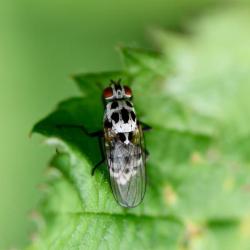 This Root Maggot Fly will be either Anthomyia procellaris or Anthomyia pluvialis.