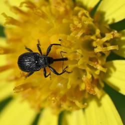 These individuals are also distinctive because of a tiny, pale scutellum that lies between the thorax and the abdomen.